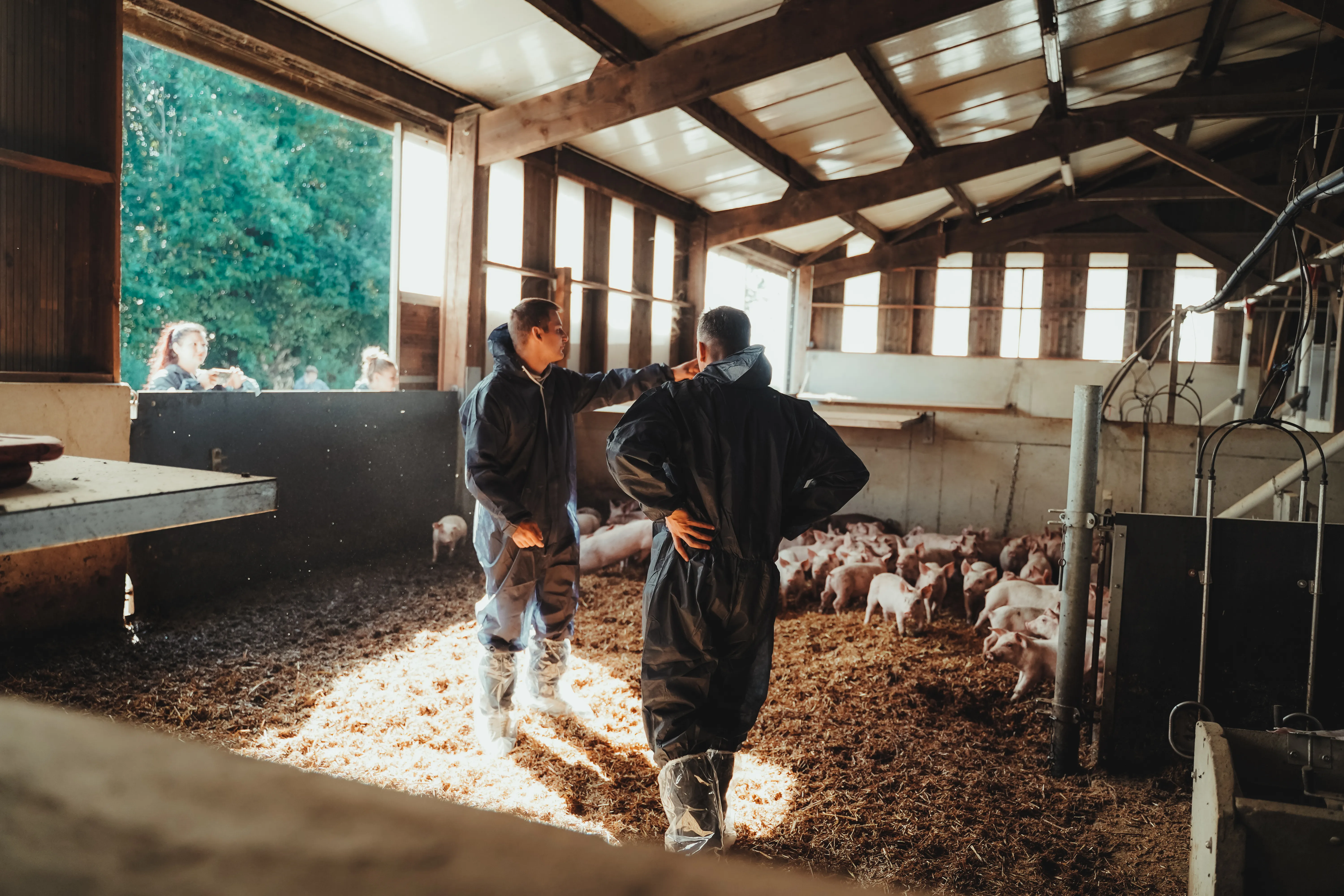 Éleveurs Maison Laborie avec leurs porcelets 50 % Duroc dans les élevages du Cantal